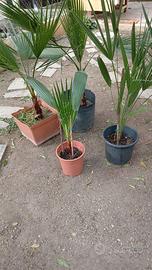 4 PALME