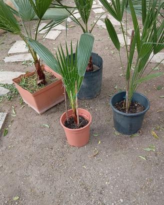 4 PALME