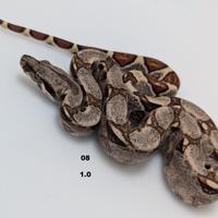 Serpenti BCI jungle annuncio 2