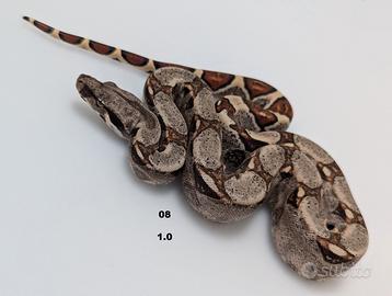 Serpenti BCI jungle annuncio 2