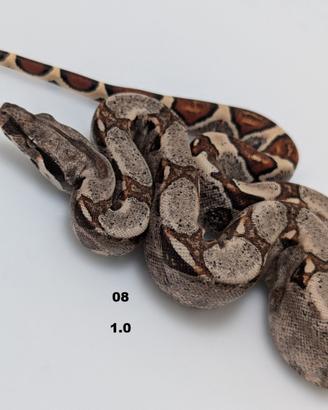 Serpenti BCI jungle annuncio 2