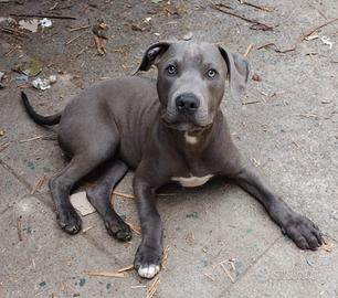 Cucciolo American Pit bull terrier