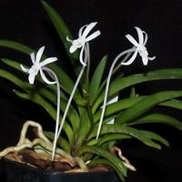 Orchidea Neofineta falcata