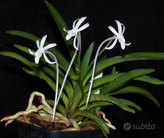 Orchidea Neofineta falcata