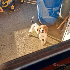 Beagle