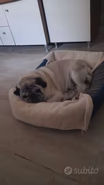 Carlino per monta