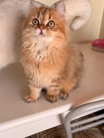 Morfeo e Matrix british