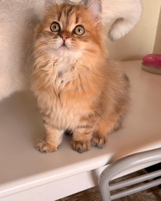 Morfeo e Matrix british