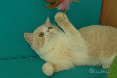 Cucciolo Crema e Bianco di gatti Exotic Shorthair
