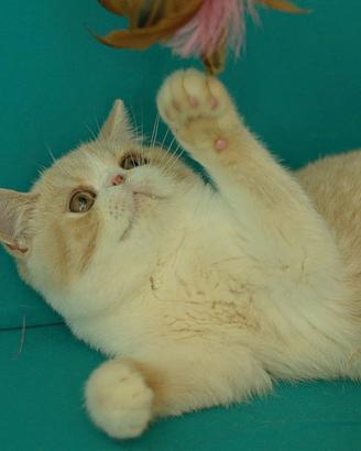 Cucciolo Crema e Bianco di gatti Exotic Shorthair