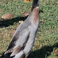 Anatre corritrici indiane