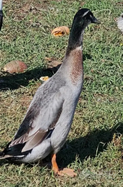 Anatre corritrici indiane