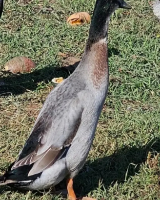 Anatre corritrici indiane