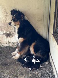 Cuccioli di border collie