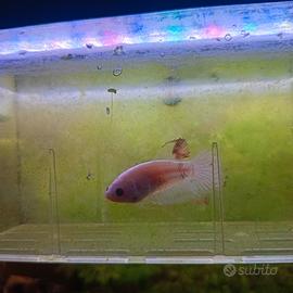 Pesce Betta femmina