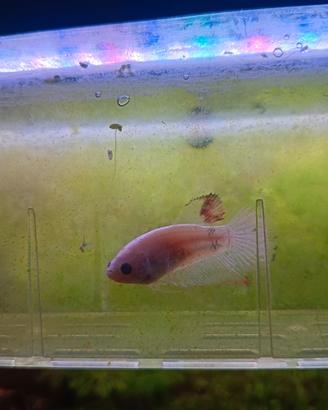 Pesce Betta femmina