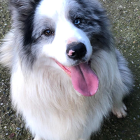 Cuccioli di border collie