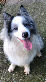 Cuccioli di border collie