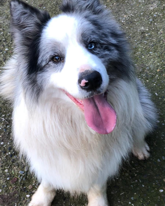 Cuccioli di border collie