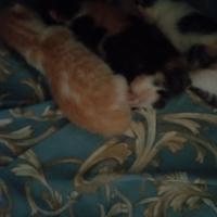 Gattini di 8 giorni non vaccinati