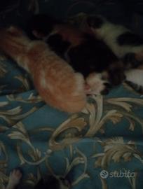 Gattini di 8 giorni non vaccinati