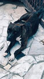 Amstaff
