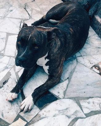Amstaff
