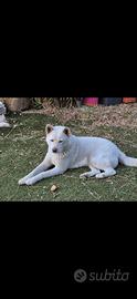 Akita inu sicilia