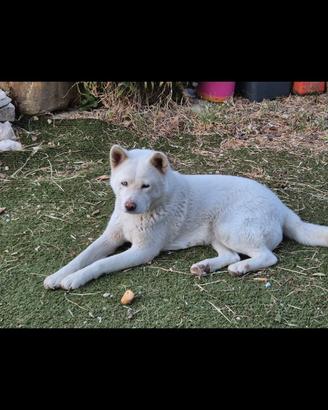 Akita inu sicilia