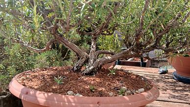 prebonsai rosmarino 