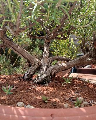 prebonsai rosmarino 