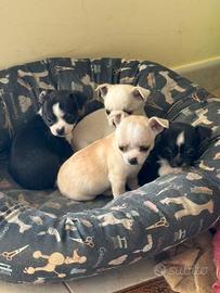 Cuccioli di chihuahua