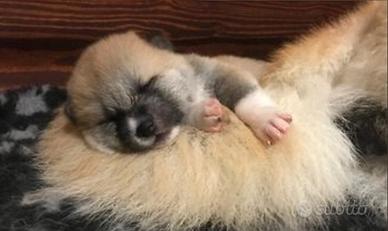 Cuccioli di akita lombardia
