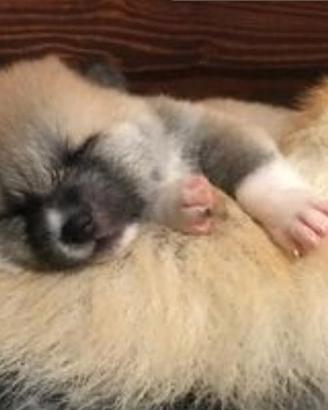 Cuccioli di akita lombardia