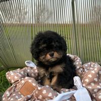 Maltipoo toy maschio particolor
