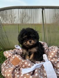 Maltipoo toy maschio particolor