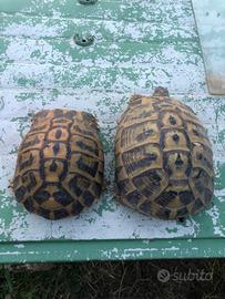 Tartarughe di terra hh Siciliane Ragusa