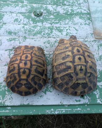 Tartarughe di terra hh Siciliane Ragusa