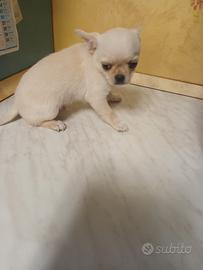 Chihuahua maschietto con pedigree