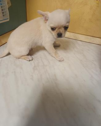 Chihuahua maschietto con pedigree