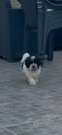 Cuccioli di MALSHI