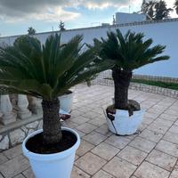 Cicas circa 30 anni di vita