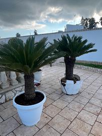 Cicas circa 30 anni di vita