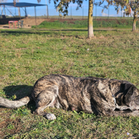 Taglia grande in adozione