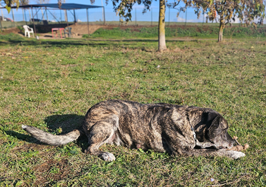 Taglia grande in adozione