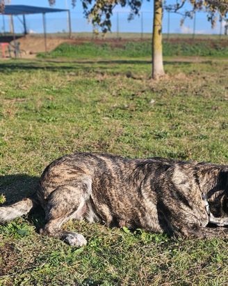 Taglia grande in adozione