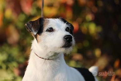 Parson Russell femmina Adozione