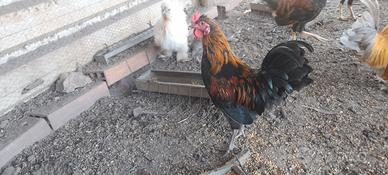 Galletto mugellese