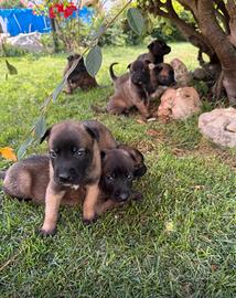 Pastore Belga Malinois con Pedigree ENCI