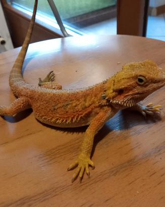 Drago Barbuto Bartagamen